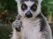 Esencja Madagaskaru