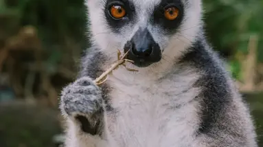 Esencja Madagaskaru