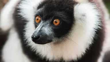 Esencja Madagaskaru
