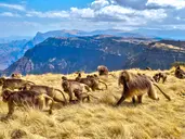 Etiopia - na tropie Arki Przymierza