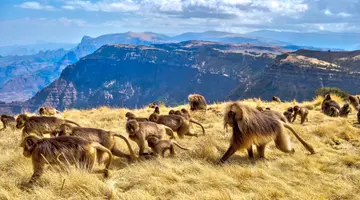 Etiopia - na tropie Arki Przymierza