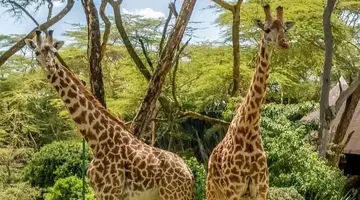 EXIM Discovery: Afrykańska Odyseja – Mombasa, Mara, Naivasha