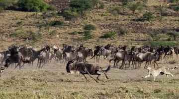 EXIM Discovery: Afrykańska Odyseja – Mombasa, Mara, Naivasha