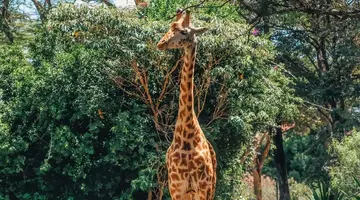 EXIM Discovery: Afrykańska Odyseja – Mombasa, Mara, Naivasha