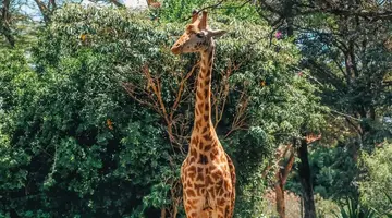 EXIM Discovery: Afrykańska Odyseja – Mombasa, Mara, Naivasha