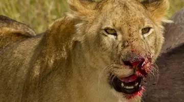 EXIM Discovery: Afrykańska Odyseja – Mombasa, Mara, Naivasha