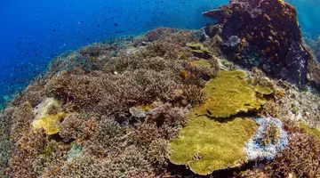 EXIM Discovery – Bali i Flores: Smoki, plaże i tropikalna przygoda