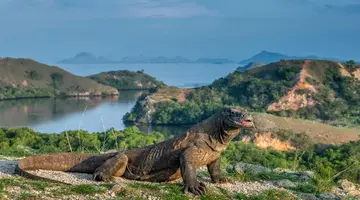 EXIM Discovery – Bali i Flores: Smoki, plaże i tropikalna przygoda