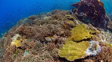 EXIM Discovery – Bali i Flores: Smoki, plaże i tropikalna przygoda