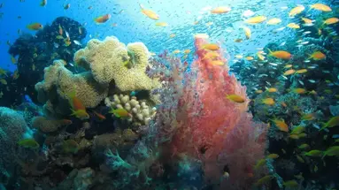 Fanadir El Gouna
