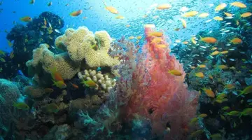 Fanadir El Gouna