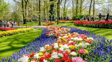 Festiwal Tulipanów + Amsterdam
