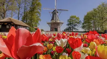 Festiwal Tulipanów i Amsterdam