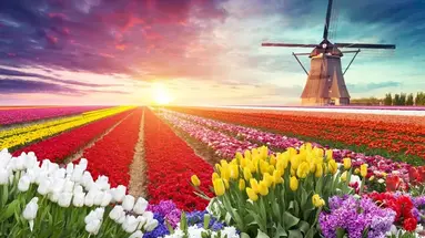 Festiwal Tulipanów i Niderlandzkie sery