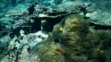 Fihalhohi Island Resort