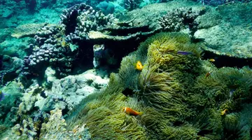 Fihalhohi Island Resort