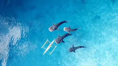 Filipiny: Ocean Przygód I Wyspy Czarów