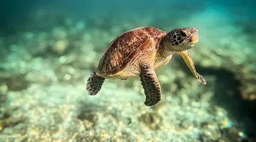 Filipiny: Ocean Przygód I Wyspy Czarów