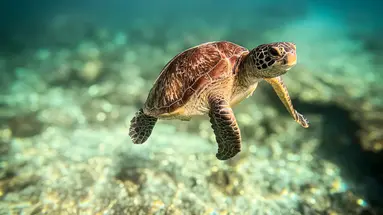 Filipiny: Ocean Przygód I Wyspy Czarów