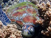 Filipiny: Ocean Przygód I Wyspy Czarów
