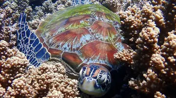 Filipiny: Ocean Przygód I Wyspy Czarów