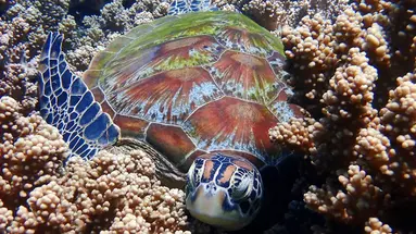Filipiny: Ocean Przygód I Wyspy Czarów