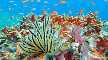 Filipiny: Ocean Przygód I Wyspy Czarów