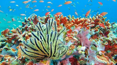 Filipiny: Ocean Przygód I Wyspy Czarów