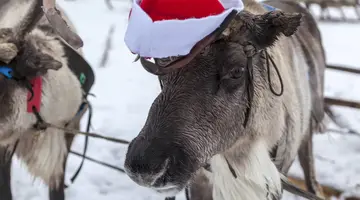 Fiordy, Nordkapp i Lofoty - Po Koło Podbiegunowe