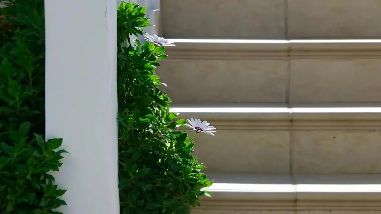 Flamingos Hotel