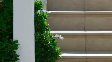 Flamingos Hotel