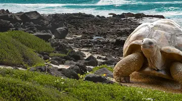 Galapagos - Gala zwierząt