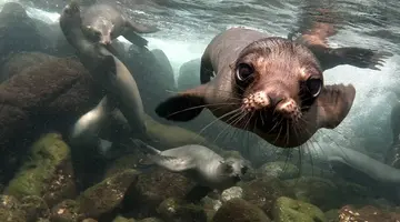 Galapagos - Gala zwierząt