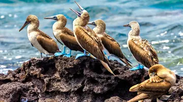 Galapagos - Gala zwierząt