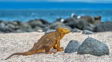 Galapagos - Gala zwierząt
