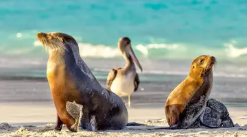 Galapagos - Gala zwierząt