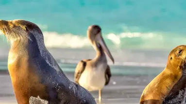 Galapagos - Gala zwierząt