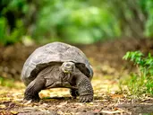 Galapagos - Gala zwierząt