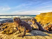 Galapagos - Gala zwierząt