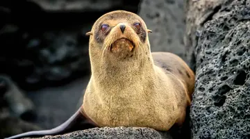 Galapagos - Gala zwierząt