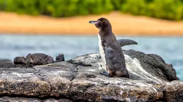 Galapagos - Gala zwierząt