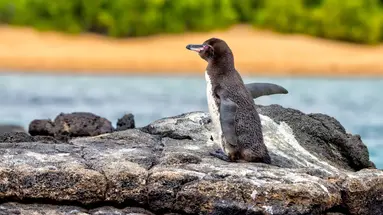 Galapagos - Gala zwierząt