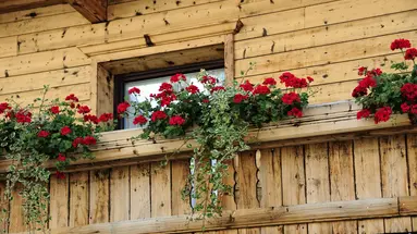 Gasthof Traube