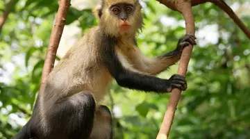 Ghana - Togo - Senegal - Gambia - Pomiędzy Złotym Wybrzeżem a królestwem magii