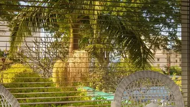 Girassol