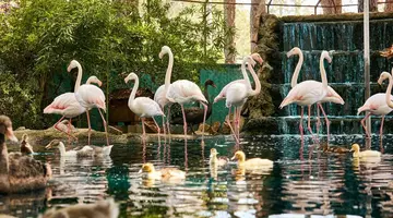 Gloria Verde Resort