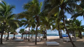 Grand Oasis Palm