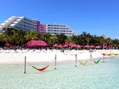 Grand Oasis Palm