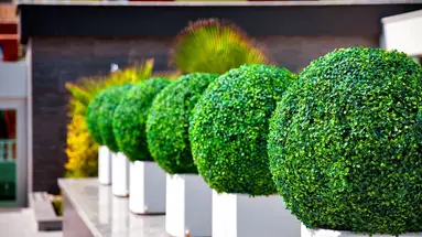 Green Garden Suite