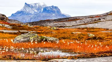 Grenlandia – polarna wyspa śniegu i lodu